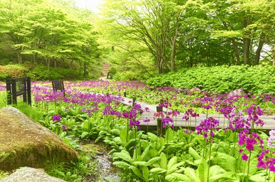 🌸 롯코 고산 식물원(롯코 코잔 쇼쿠부츠엔)